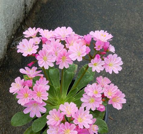 開花